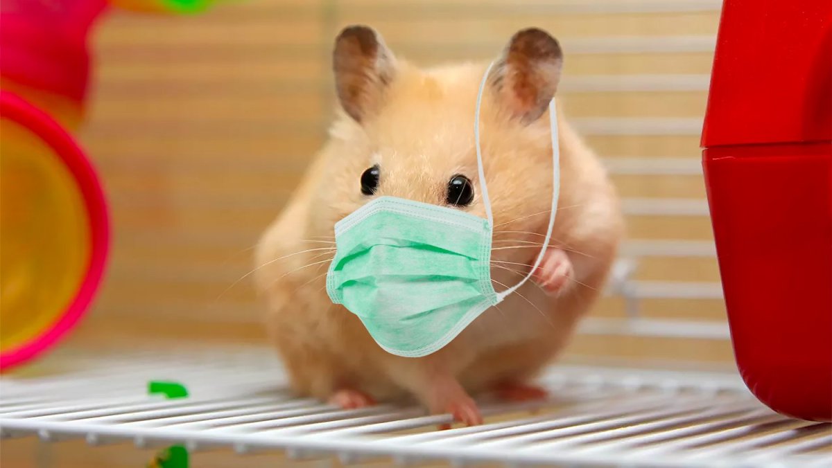 Хомячок в медицинской маске