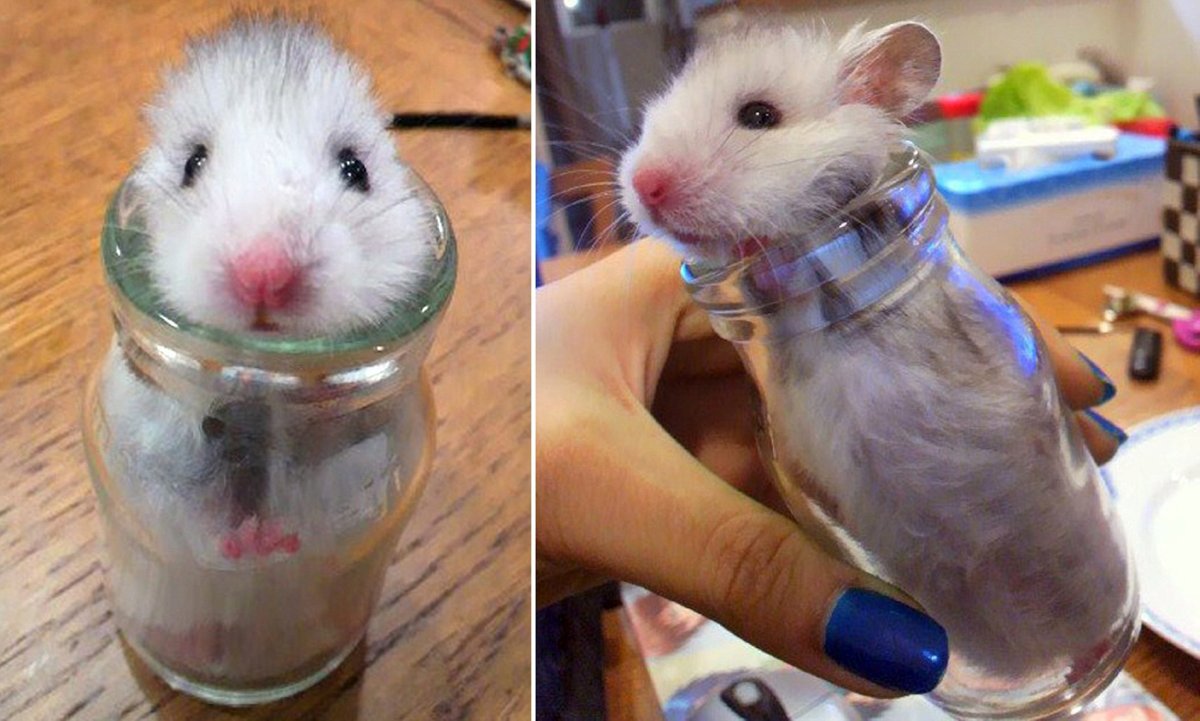 Хомячок в банке