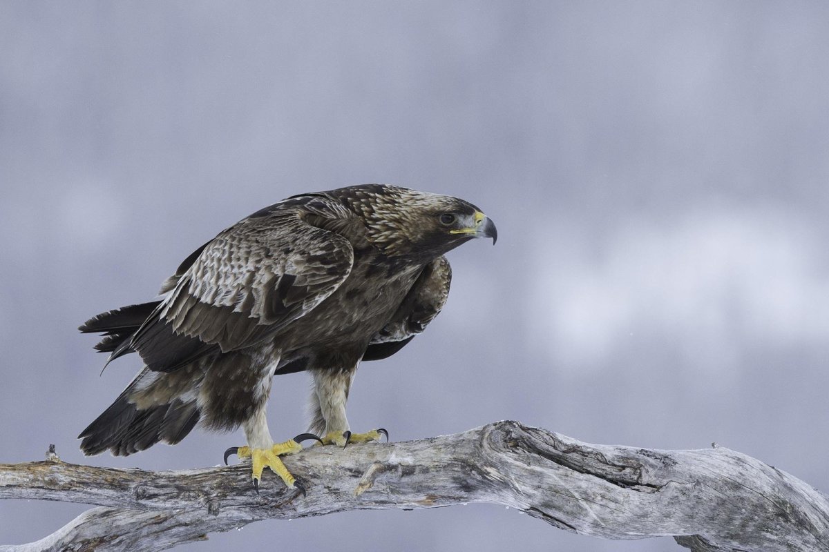 Беркут Халзан