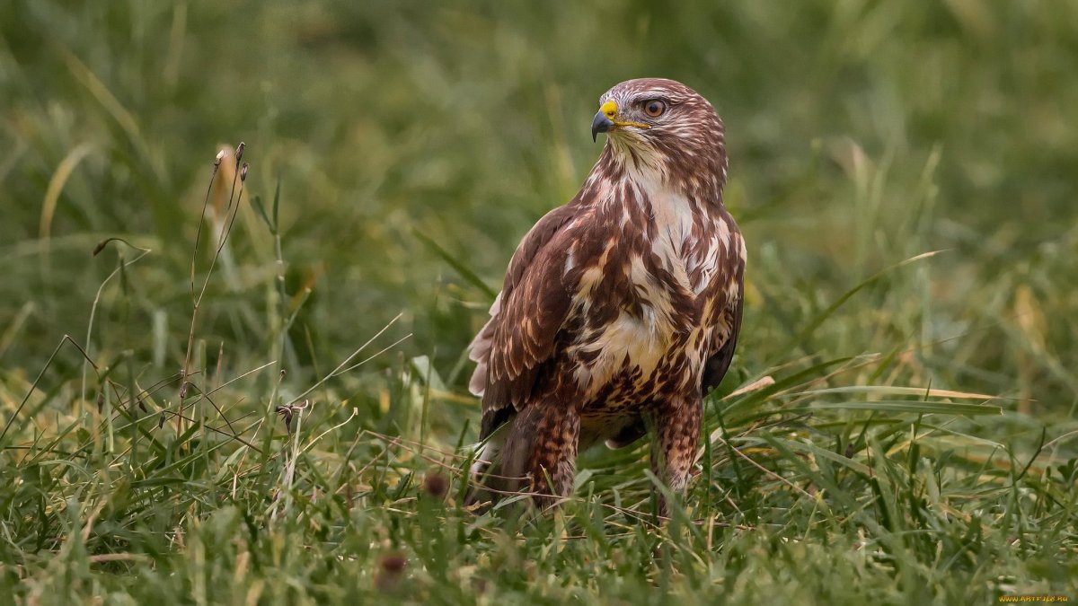 Хищные птицы Брянской области