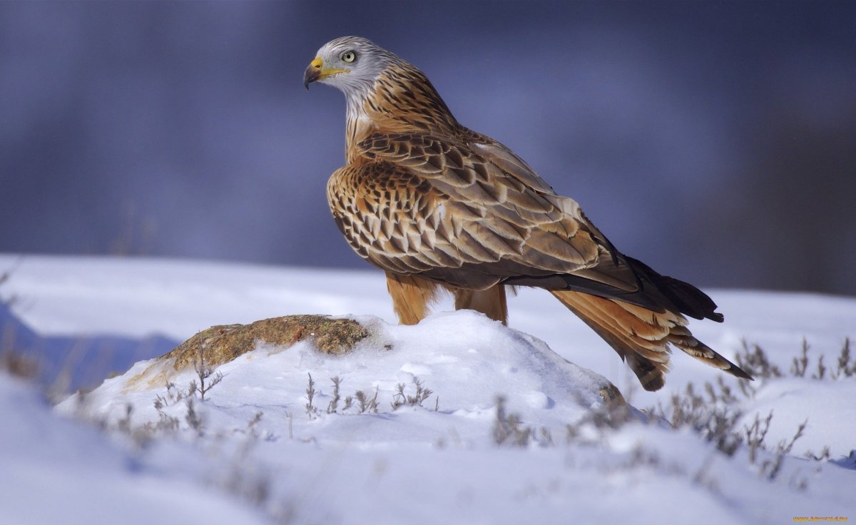 Пустельга Кречет Сапсан
