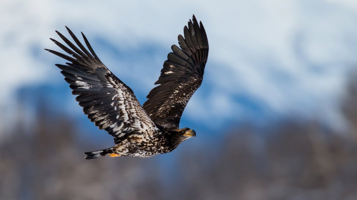 Беркут балобан