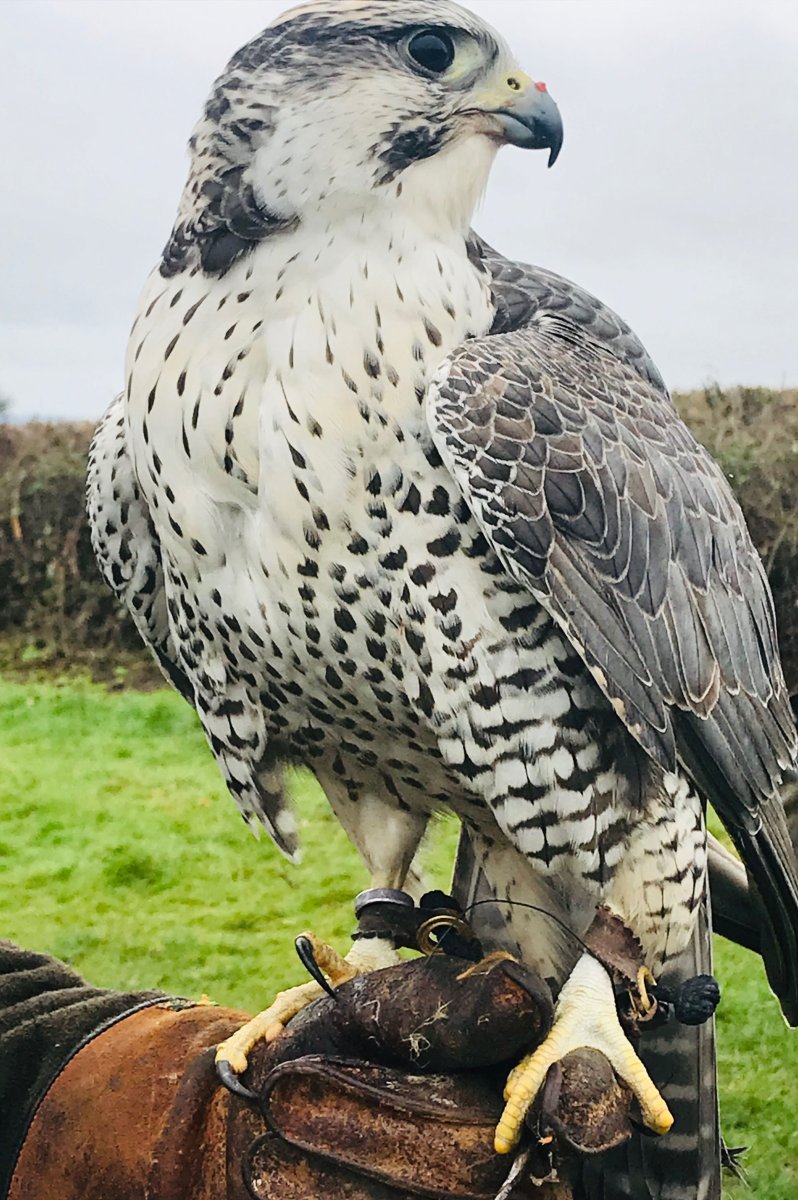 Хищные птицы пятнистые