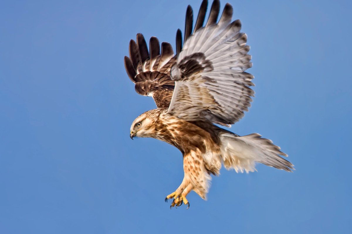 Коршун тетеревятник