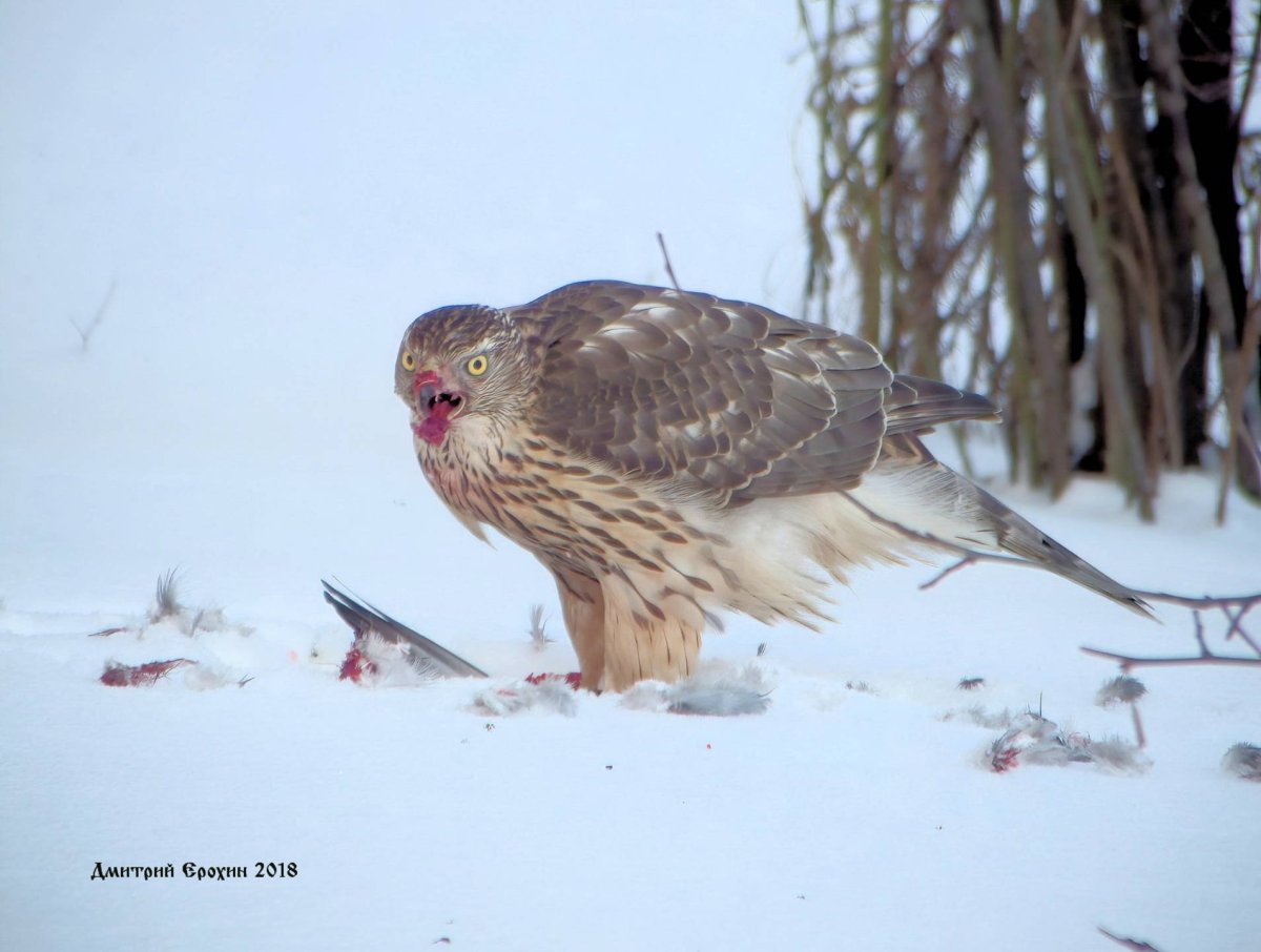 Ястреб в Карелии тетеревятник