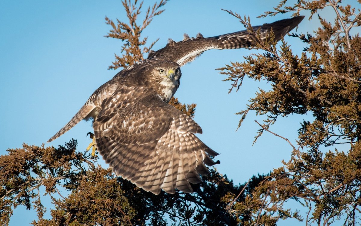 Хищные птицы в природе