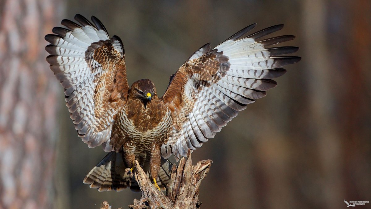 Канюк мышелов птица