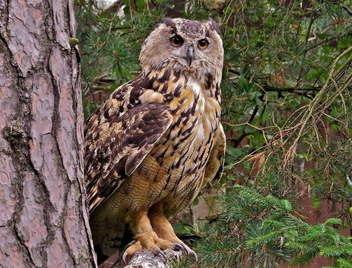 Западносибирский Филин