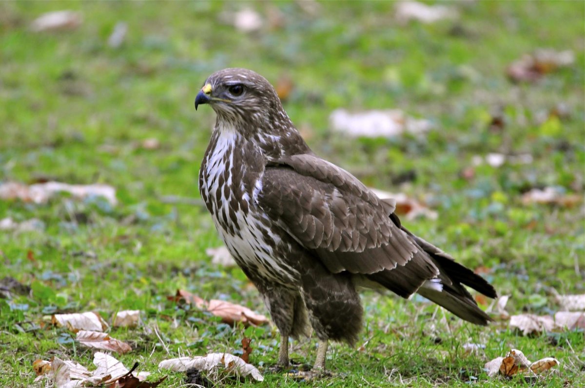 Обыкновенный канюк Buteo Buteo