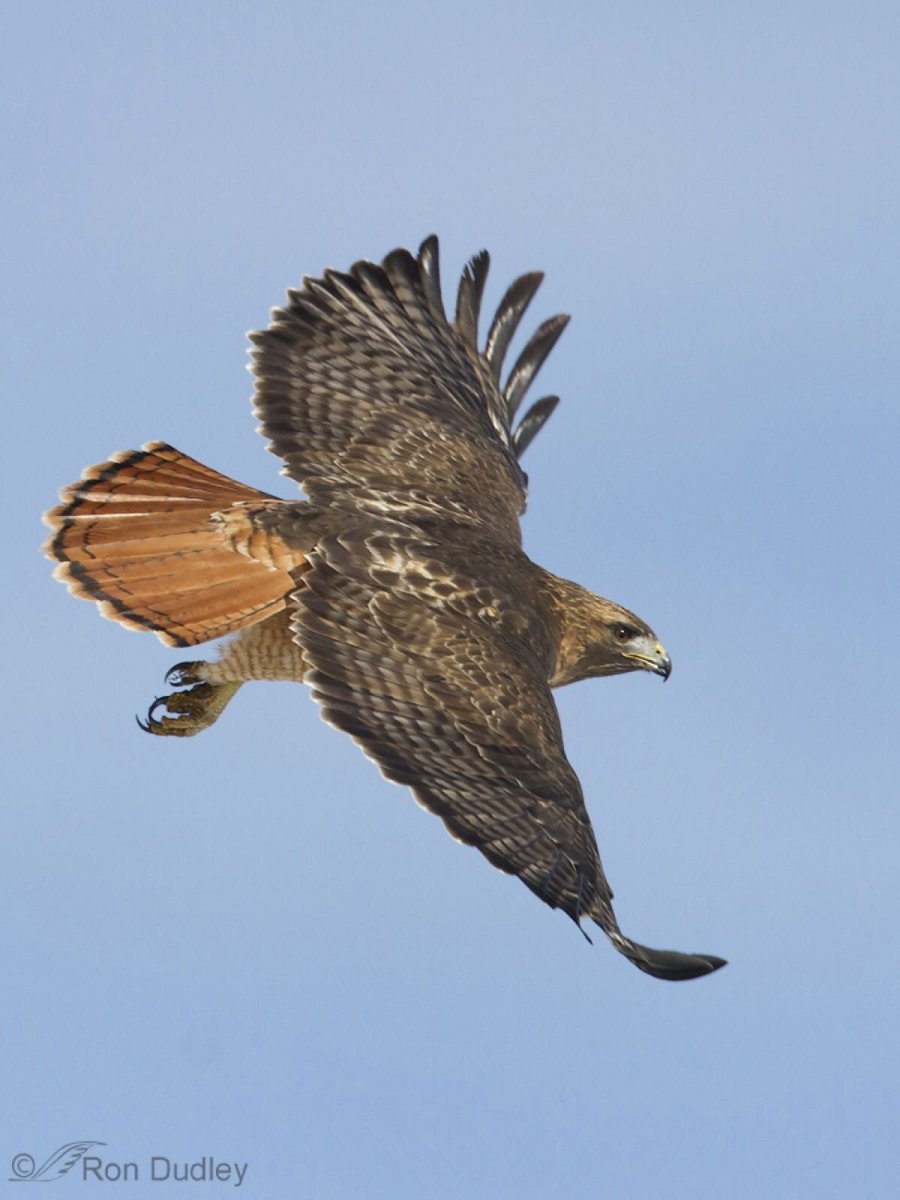 Краснохвостый Сокол