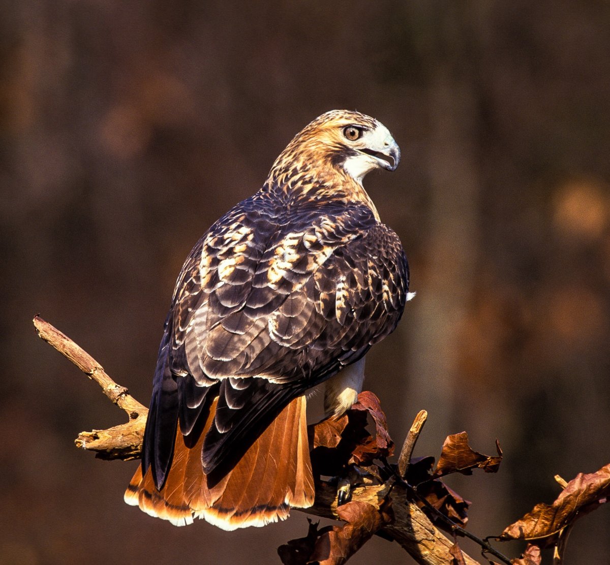 Red tailed Hawk