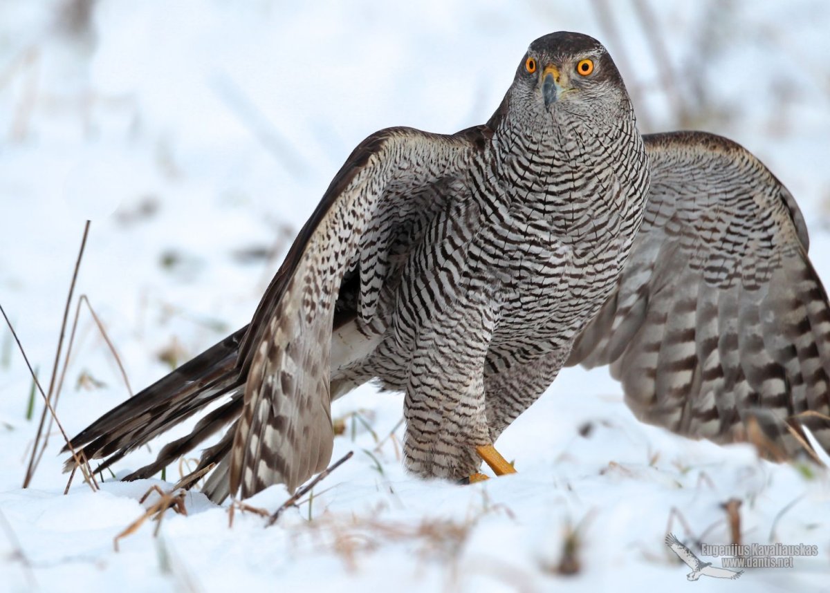Крымский ястреб-тетеревятник