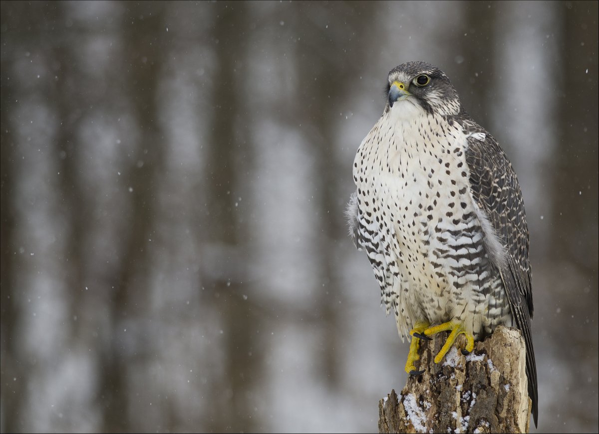 Хищные птицы Кречет