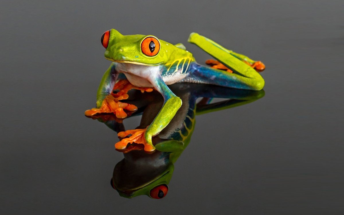 Лягушка древолаз квакша