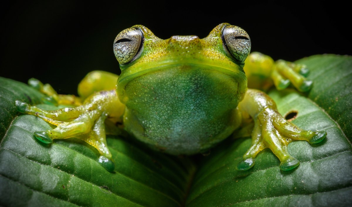 Квакша древолаз