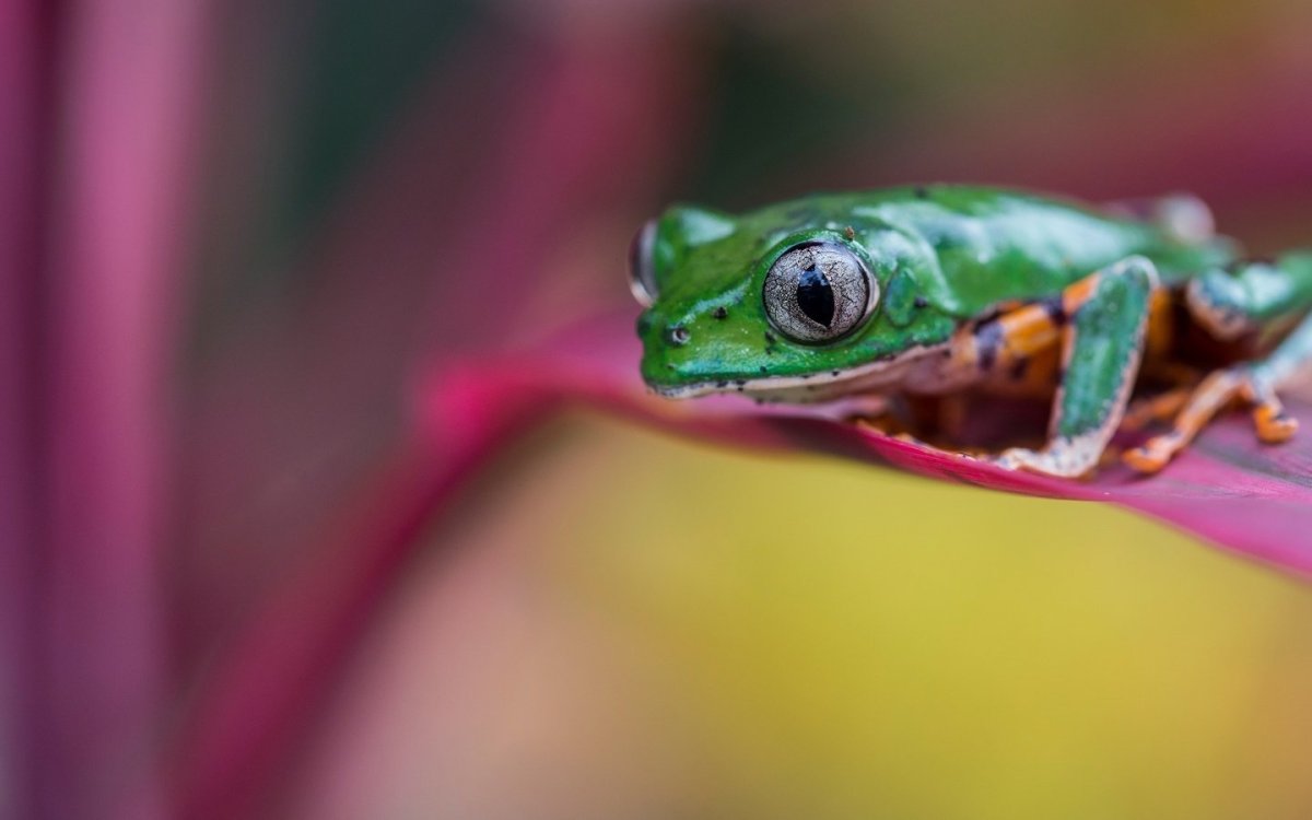 Лягушки глаза древолазы