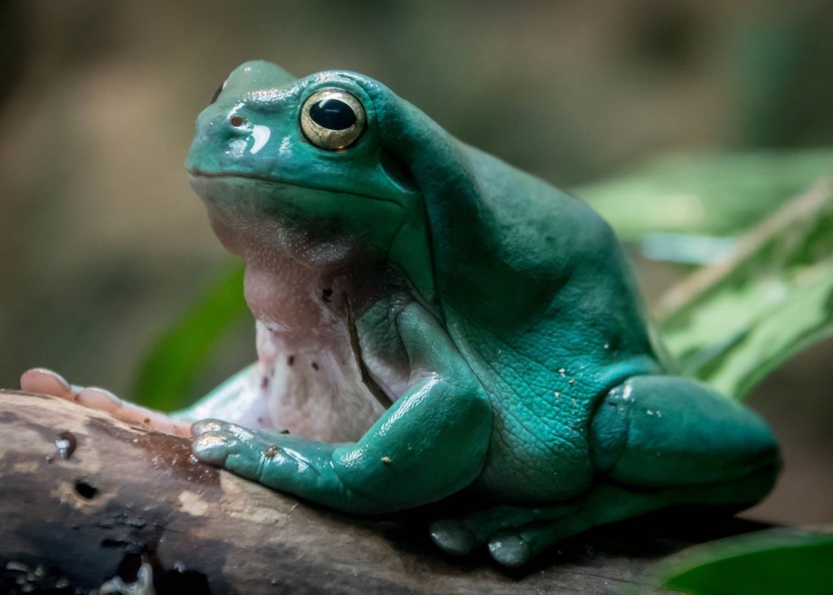 Красноглазая древесная лягушка Коста Рика