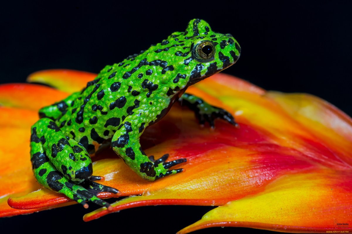 Лягушка древолаз разноцветные