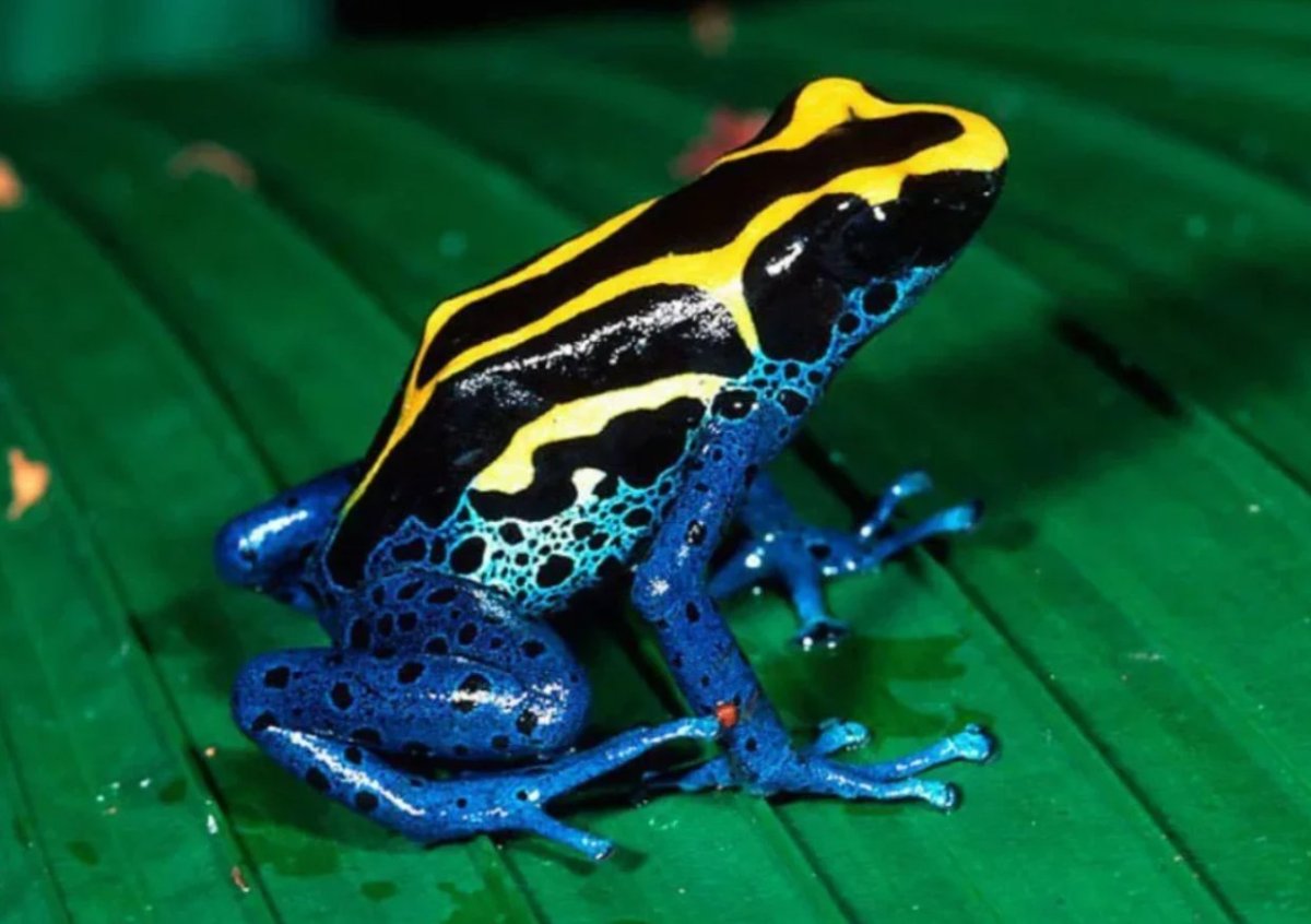 Пучеглазая лягушка