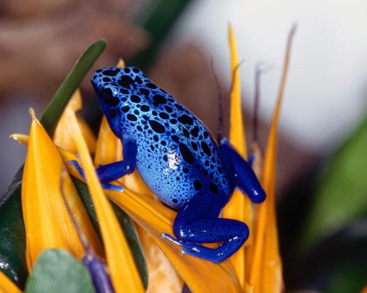 Розовая лягушка древолаз