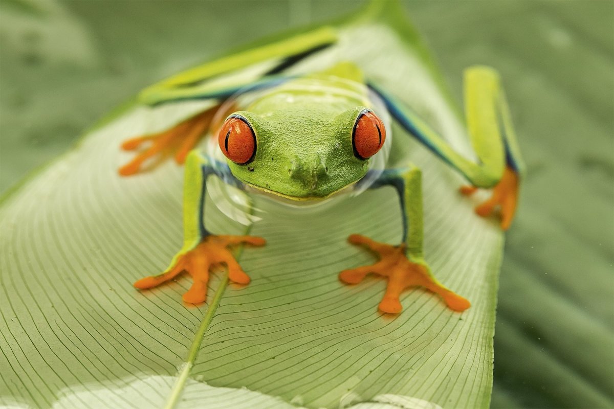 Желтоглазая квакша