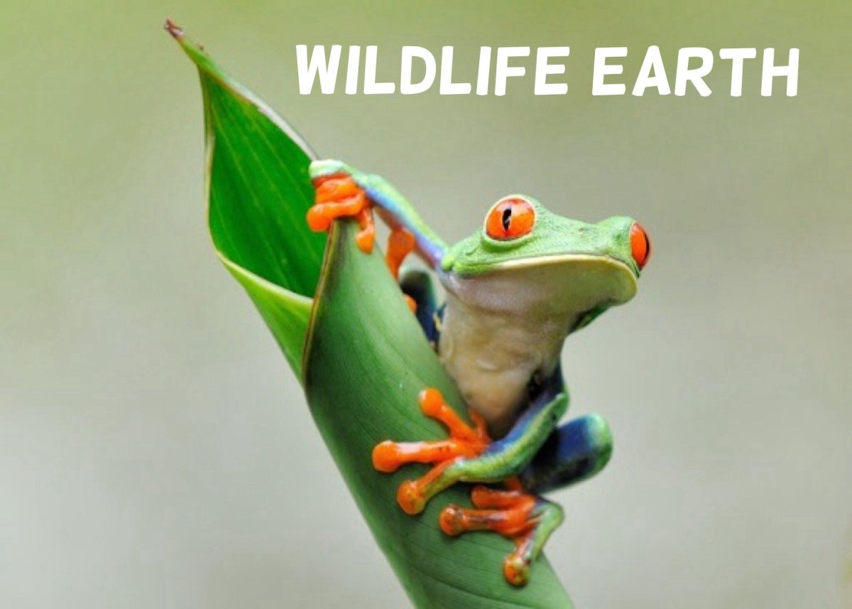 Красноглазая квакша