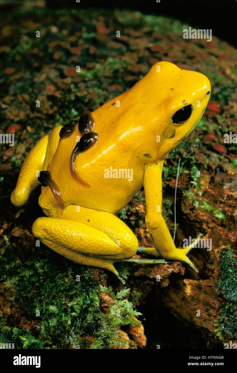 Лягушка квакша зеленая Эстетика