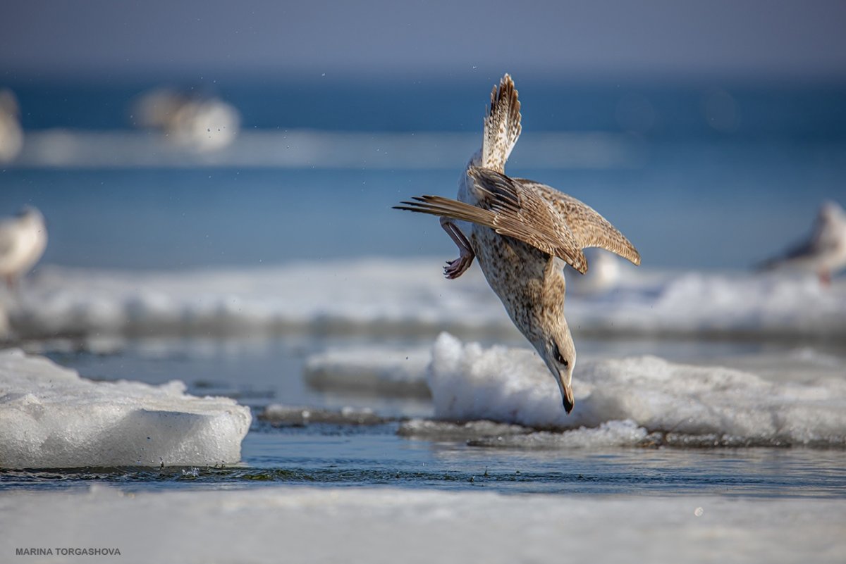 Малиновогрудая петроика