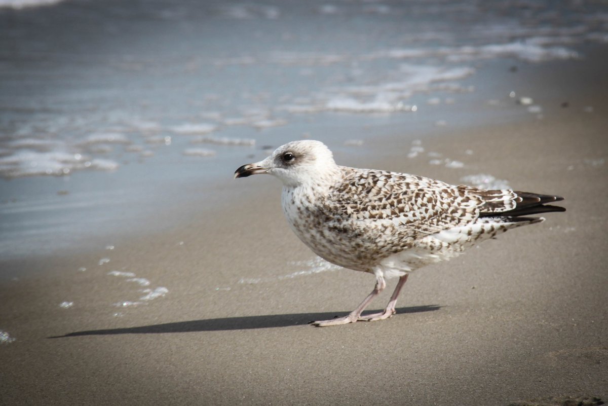 Серая Балтийская Чайка