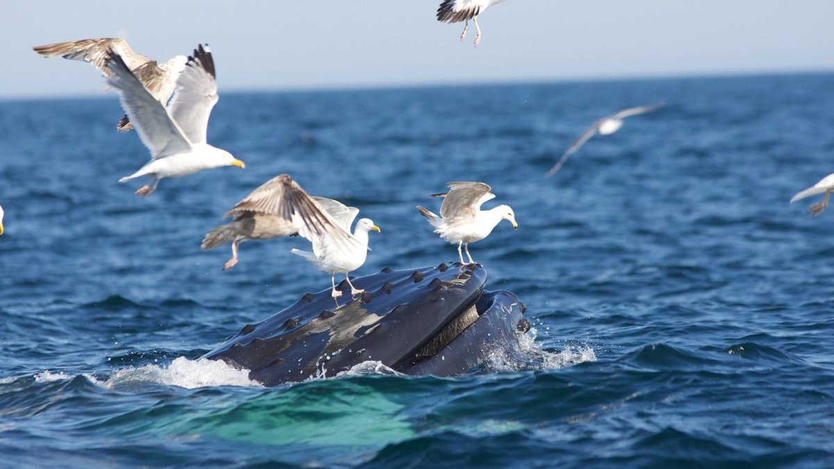Чайка Баренцево море