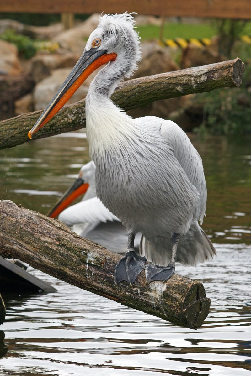 Чайка Балтийское море