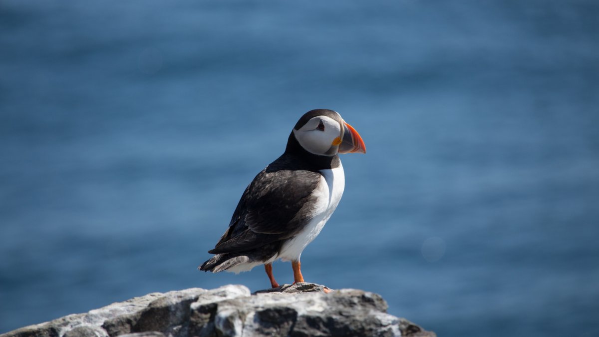 Балтийская Чайка