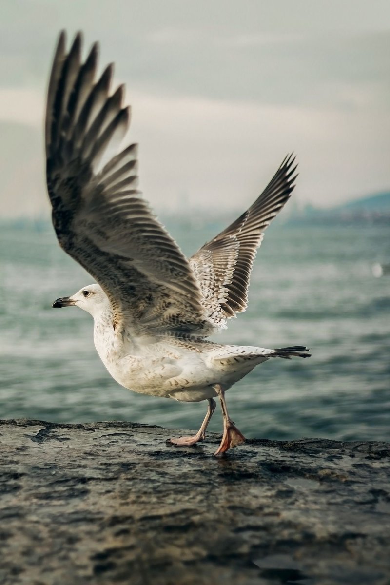 Балтийская Чайка Баклан