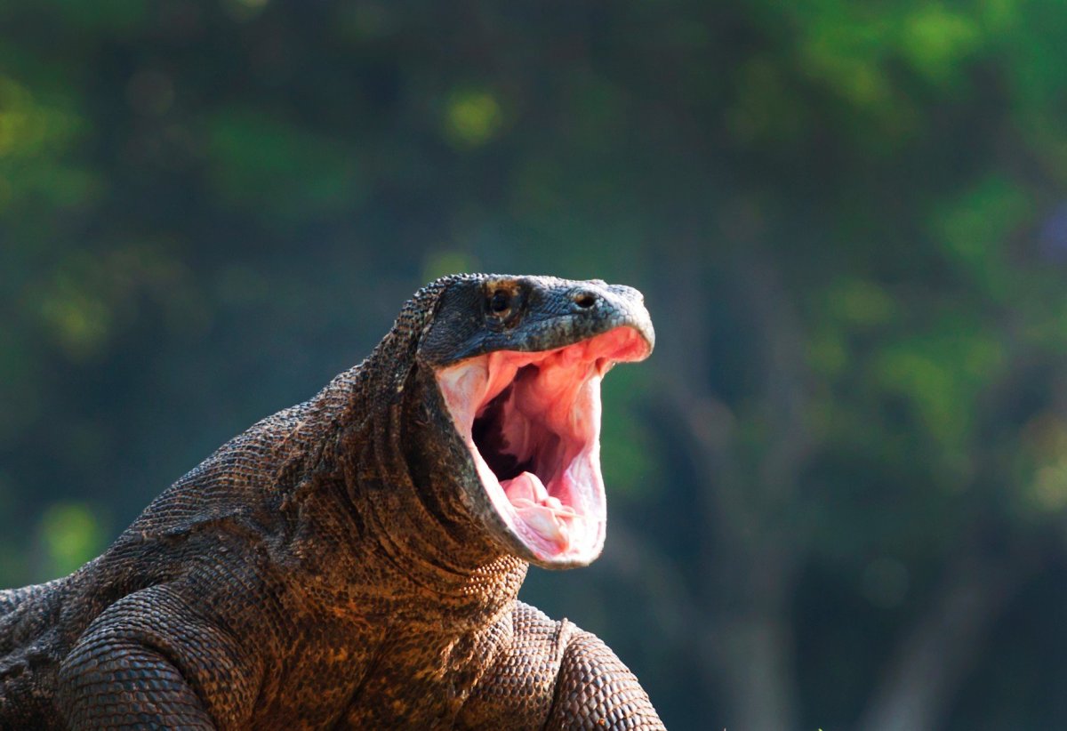 Зубы варана Комодо