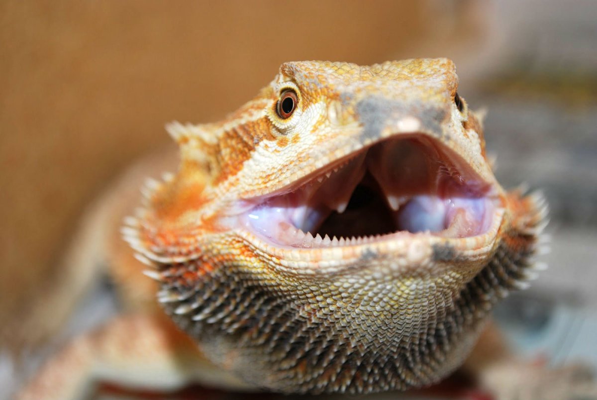 Бородатая агама злая