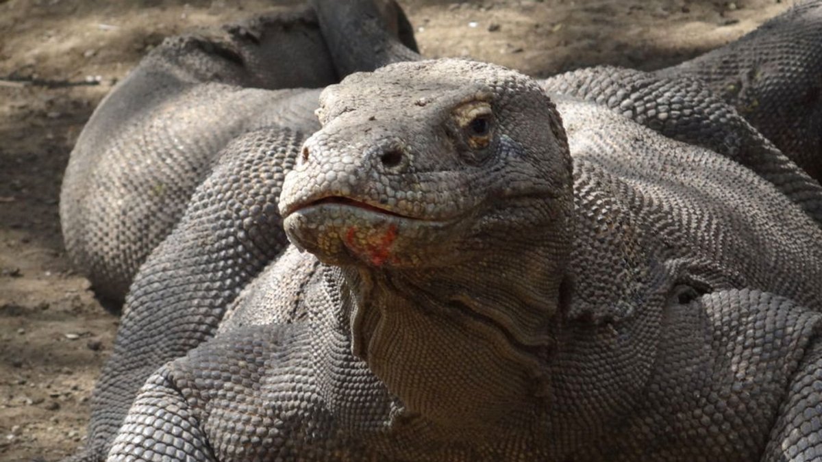 Хамелеон с открытым ртом