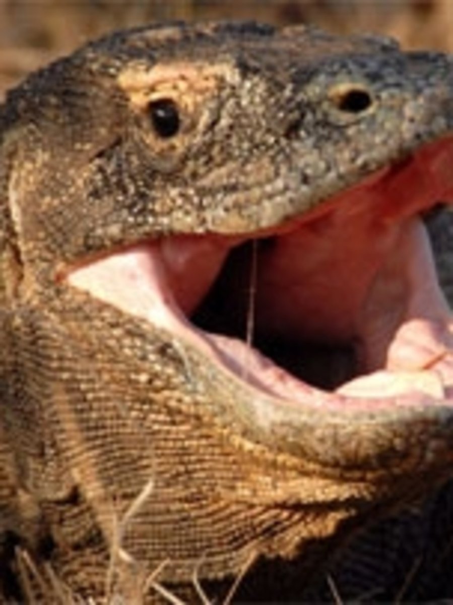 Комодский Варан зубы