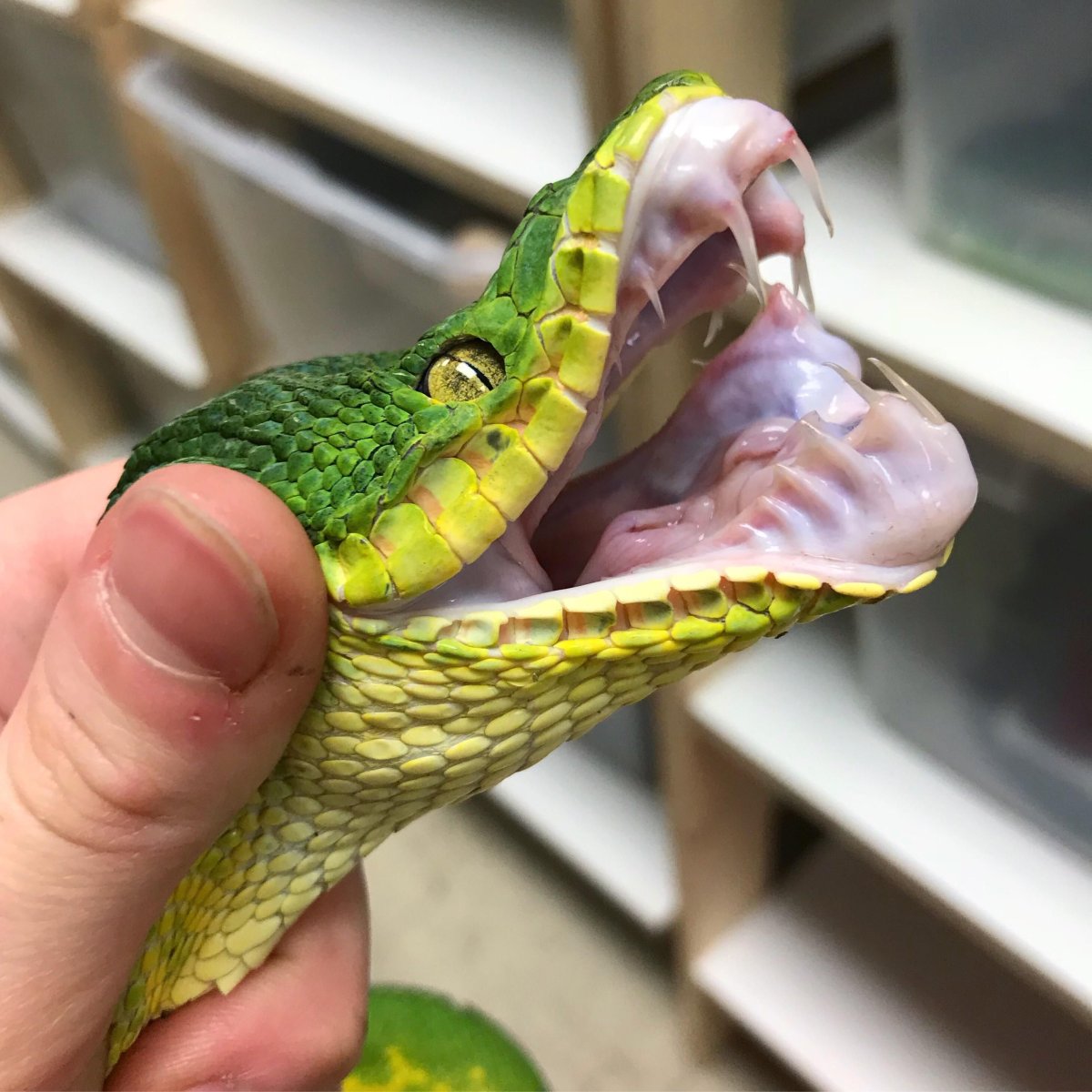 Варан Комодский Кровавый