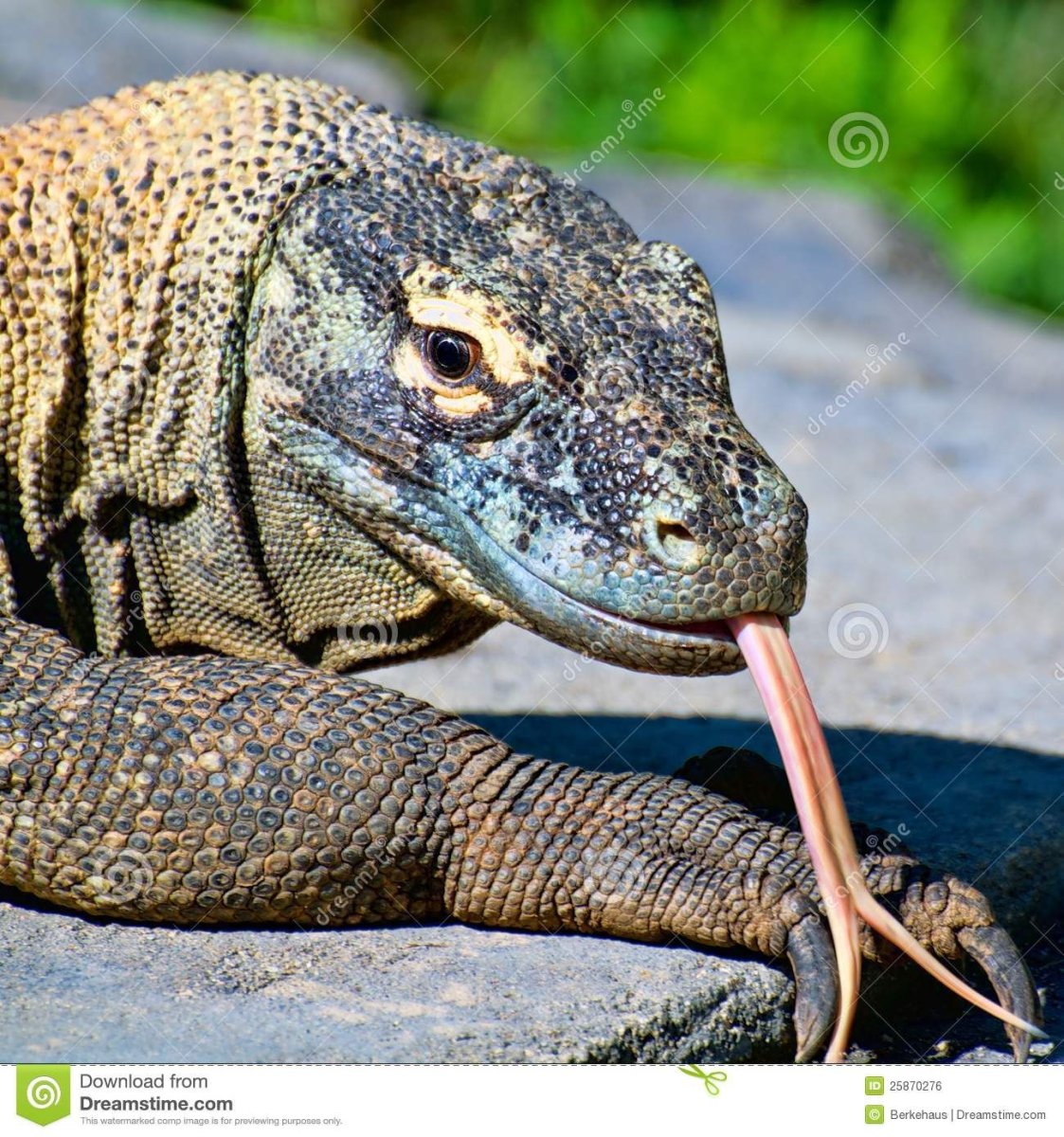 Дракон Комодо арт