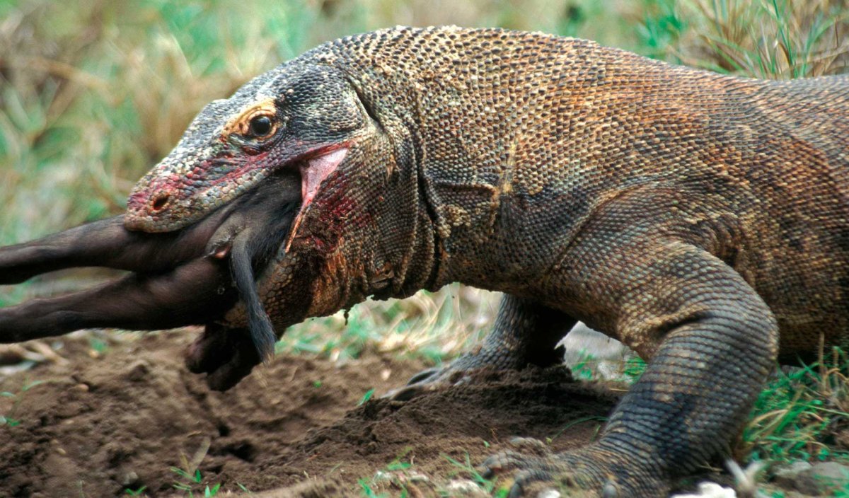 Ящерица зубофлер