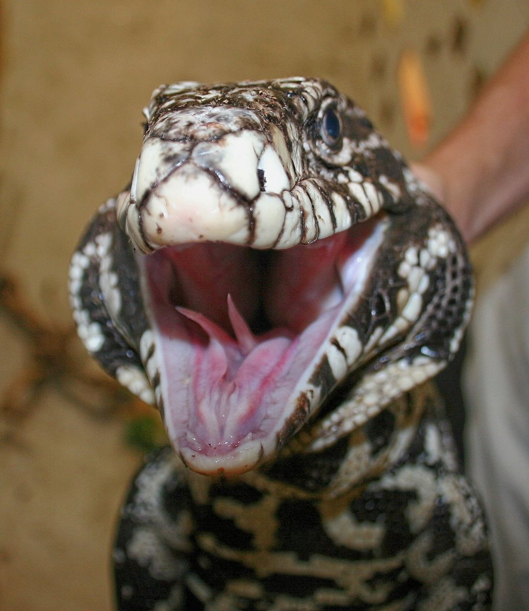 Аргентинский Варан