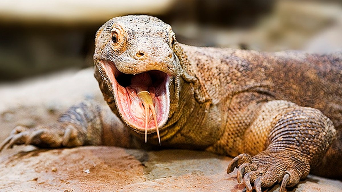 Комодский Варан зубы