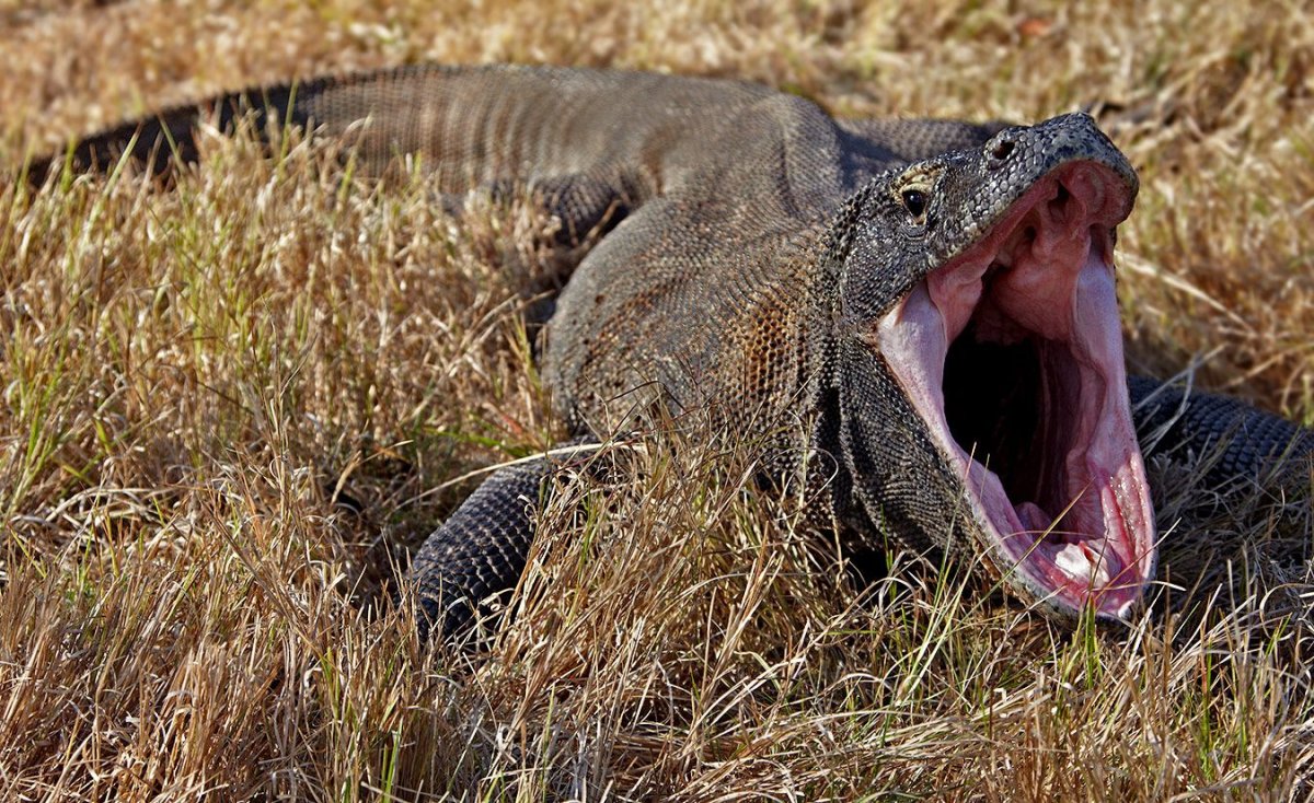 Геккон эублефар розовый