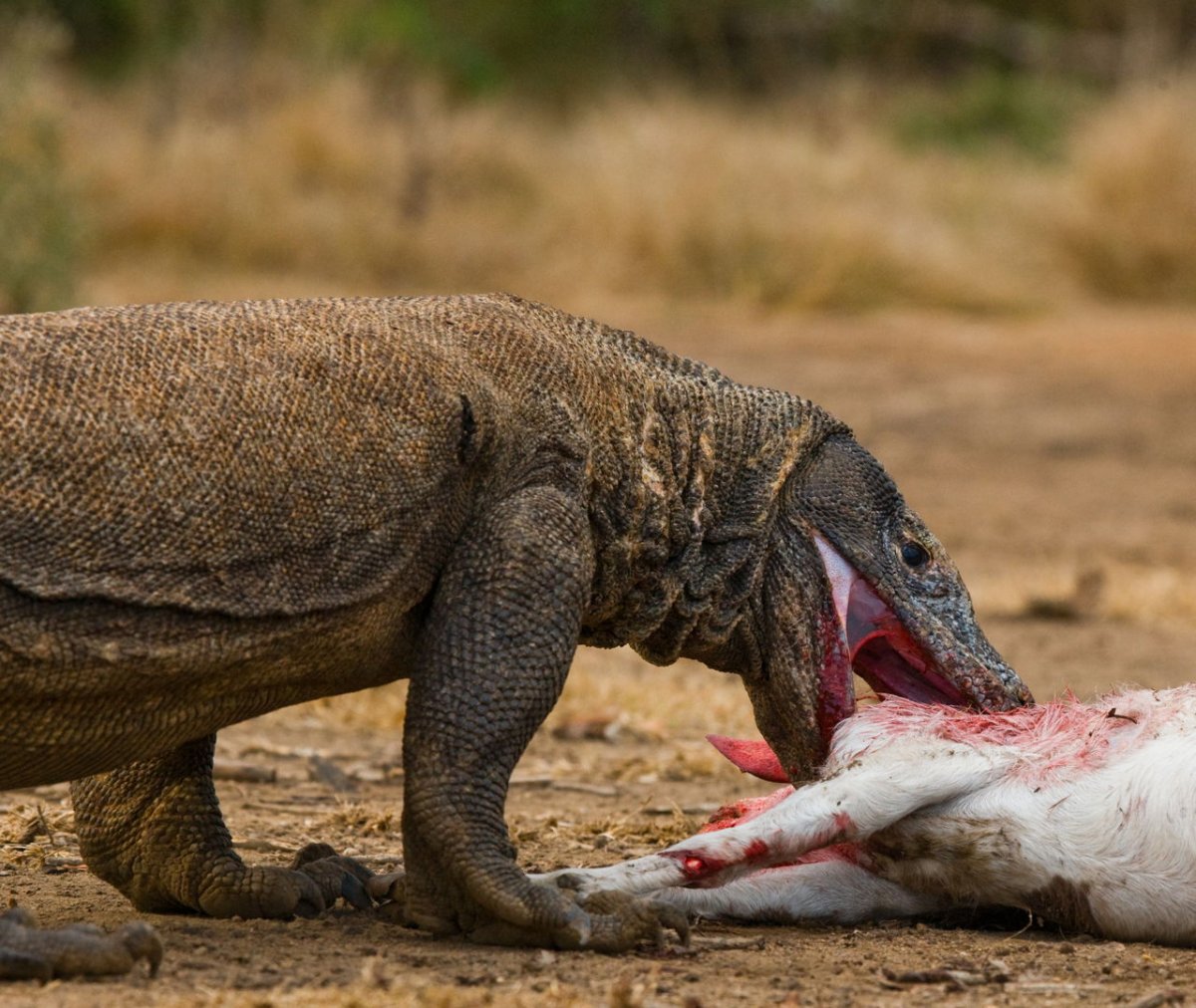 Зубастая ящерица