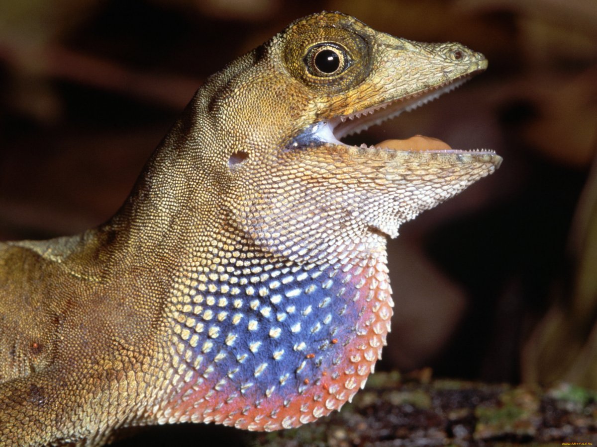 Пасть ящерицы