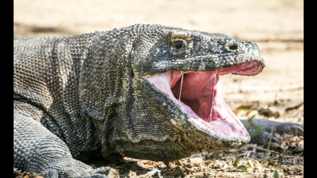 Комодский Варан зубы