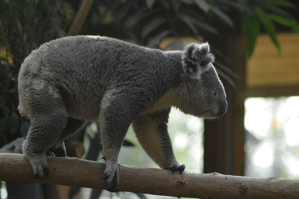Коала хвост