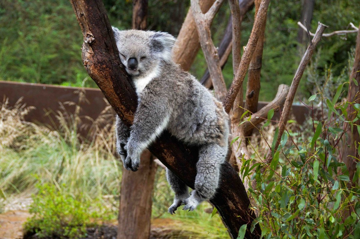 Коала сзади
