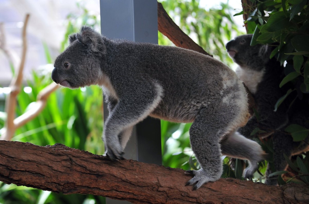 Phascolarctos cinereus