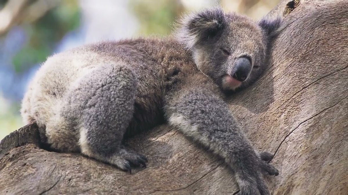 Смешные животные Австралии